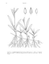 Image result for Axonopus