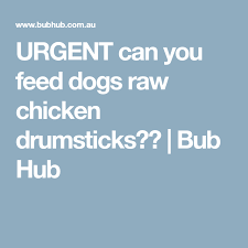 Urgent Can You Feed Dogs Raw Chicken Drumsticks Bub Hub Chicken Drumsticks Raw Chicken Drumsticks
