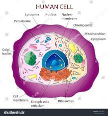 Human Cell Diagram Stock Vector 400272997 Human Cell Diagram Cell Diagram Human Cell Structure