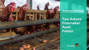Menurut worldwatch institute, 74 peratus daripada bekalan ayam dan 68 peratus bekalan telur sedunia dihasilkan dengan cara ini. 081372543994 Ayam Petelur Usia 6 Bulan Menghasilkan 550 Butir Dengan Nutrisi Viterna Poc Hormonik By Cara Budidaya Prima Agro