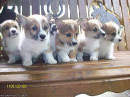 Puppies for sale from dog breeders near austin, texas. Corgi Puppies For Sale Austin Tx Petsidi