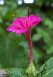 Pin On Gardening