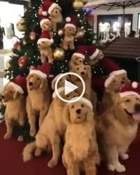 Jingle Bells Funny Videos Funny Pictures Cok Sirin Hayvanlar Sevimli Hayvan Yavrulari Komik Hayvanlar
