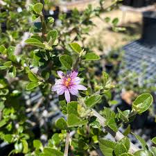 Image result for Grewia afra