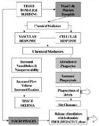 Ultrasound Therapy Physiopedia