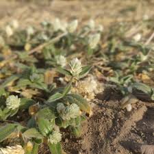 Image result for Gomphrena celosioides