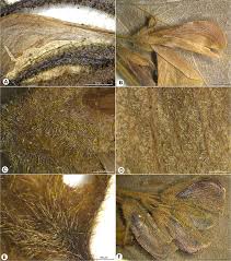 Image result for Adenodolichos punctatus