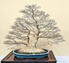 Sounds like it worked for you, but it can make it harder for the tree to recover. 73 Best Multi Trunk Bonsai Ideas In 2021 Bonsai Bonsai Tree Bonsai Art