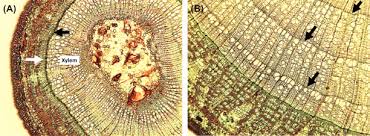 Maybe you would like to learn more about one of these? Xylem Cell An Overview Sciencedirect Topics