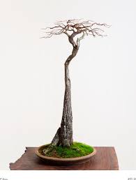 I have 5 bald cypress yearlings that i started from seed spring of 2020. Bald Cypress No 1 Evolution Bonsai Mirai