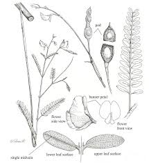 Image result for Aeschynomene mediocris