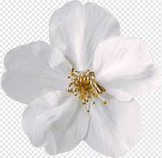 We did not find results for: White Flower Png Images Pngwing