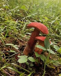 Image result for Boletus speciosus