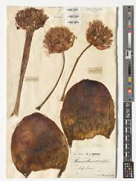 Image result for Maerua becquetii