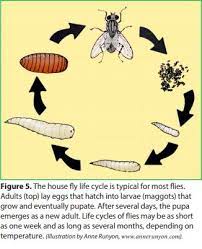 Aug 08, 2016 · if a female fly gets into your house, she will deposit eggs on that carcass. Indoor Flies And Their Control What Causes Indoor Flies