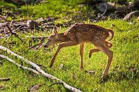 A Baby White Tailed Deer Learning How To Walk Animals Beautiful Animals Friends Cute Animals
