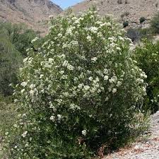 Check spelling or type a new query. Scientific Name Vauquelinia Californica Common Name Arizona Rosewood Arizona Wildflowers Plants Evergreen Plants