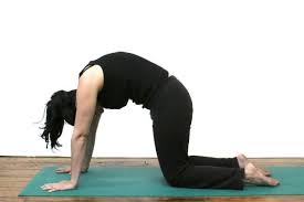 How To Do Cat Cow Stretch Chakravakasana In Yoga Cat Cow Pose Cat Pose Tabby Cat Pictures