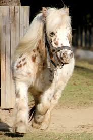 Arabische pferde shetlandpony appaloosa pferde schatten. Mini Appaloosas Mini Pferde Tierwelt Herberstein Streichelzoo