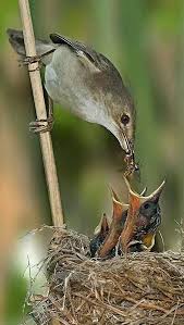 Yavru Kuslari Besleyen Anne Kus In 2020 Animals Bird Nature