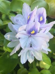 Common Water Hyacinth Water Hyacinth Hyacinth Plants