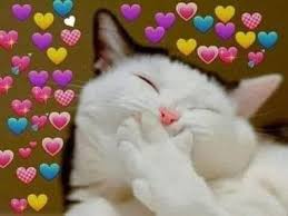 Cute Cat Smiling With A Lot Of Heart Emojis Meme Cat Meme Meme