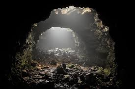 Learn where they typically grow, how they reproduce, and what are the common sizes. Plants That Live In Caves Worldatlas