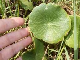 Image result for Hydrocotyle bonariensis