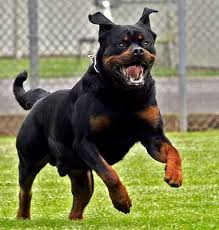 Smart Weapon Dangerous Dogs Rottweiler Rottweiler Breed