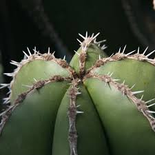 Some landscapers will use this cactus to make a fence like cluster of cylindrical posts. Mexican Fence Post