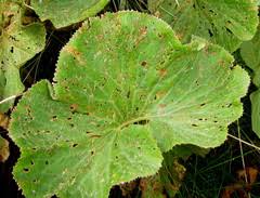 Image result for Gunnera perpensa