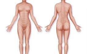 Myotomes Spinal Nerve Roots And Dermatomes