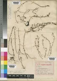 Image result for Laurembergia repens