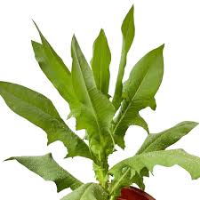 Image result for Lactuca indica