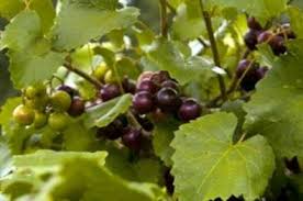 Je ferai de samarie un monceau de pierres dans les champs, un lieu pour planter de la vigne; Plantation De La Vigne De Muscadine Information Sur Muscadine Grapevine Care Fr Haenselblatt Com