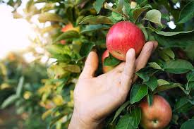 It is, however, an important chore to keep fruit trees healthy and productive. Pruning Apple Trees Australia Summer Winter Spring Fall