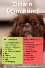 Warum Zittert Mein Hund Zittern Das Sollten Sie Wissen Dogco De