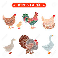 Birds Farm Poultry Birds Duck Rooster Chick Goose Hen Turkey Royalty Free Cliparts Vectors And Stock Illustration Image 74164309