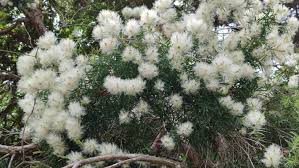 Image result for Melaleuca