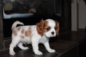 Cavalier King Charles Spaniel Puppies For Sale Breeder Texas Cavalier King Charles Spaniel King Charles Cavalier Spaniel Puppy King Charles Spaniel