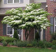 Check spelling or type a new query. White Kousa Dogwood Tree Trees For Front Yard Kousa Dogwood Tree Flowering Trees