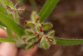 Image result for Eriosema shirense