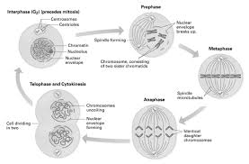 Name url cells alive internet lesson from cells alive worksheet, source:guillermotull.com. Https Msmresources Org Pdf 2019 Cells Mitosis And Stop Motion Animation Morning Pdf