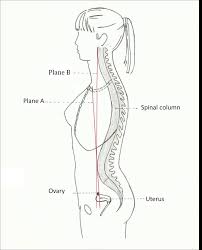 Diagram ovaries images stock photos vectors shutterstock. Diagram Of A Theoretical Three Dimensional Ovary Position In Link With Download Scientific Diagram