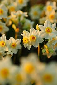Doug S Photo Blog Early Comes The Spring Purple Flowers Wallpaper Narcissus Flower Flower Iphone Wallpaper