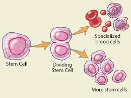 Check spelling or type a new query. Allogeneic Stem Cell Transplant A Guide For Patients Caregivers Memorial Sloan Kettering Cancer Center