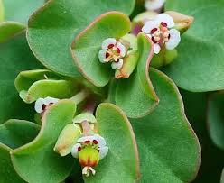 Image result for Euphorbia serpens