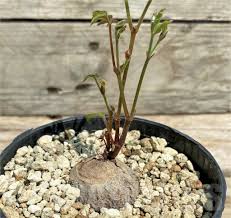 Image result for Cyphostemma adenocaule