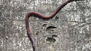 Pheritima and lumbricus are the common earthworms found in india. Earthworm Dissection Guide Anatomy Hst Learning Center