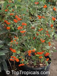 Image result for Rotheca aurantiaca